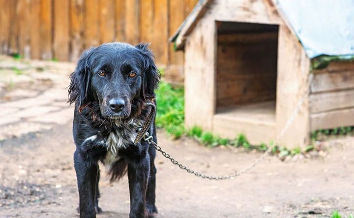 Un chien dans sa niche