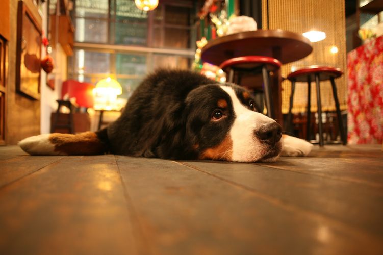 Le chien est couché sur le sol