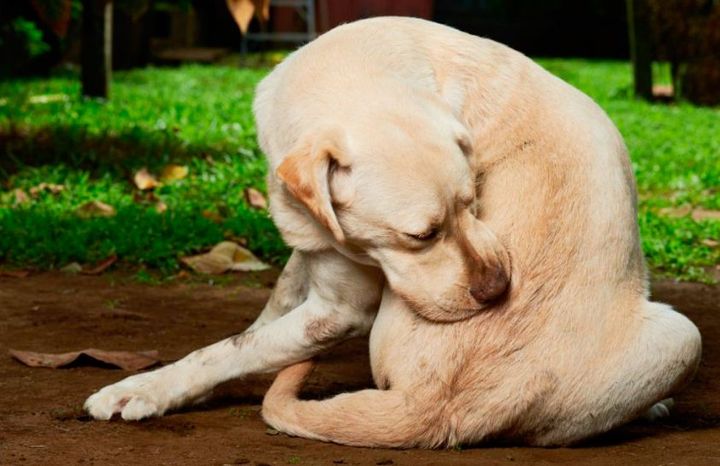 Teigne chez les chiens