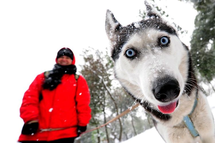Husky en promenade
