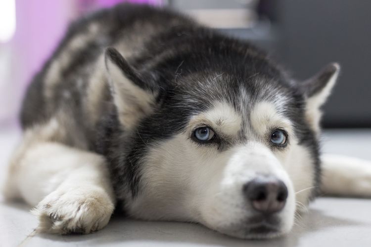 Le husky est triste