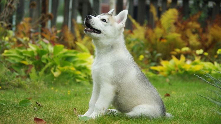 dressage de chiots Husky