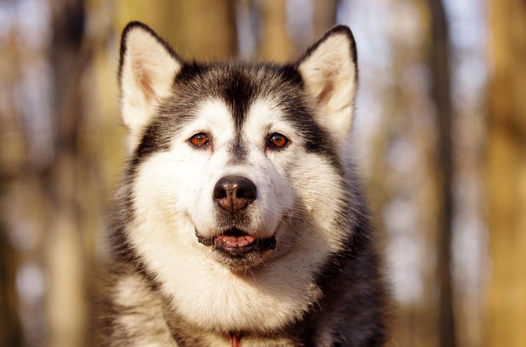 Comment dresser un chien husky
