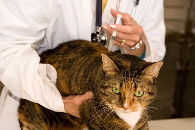 Un vétérinaire administre un vaccin à un chat