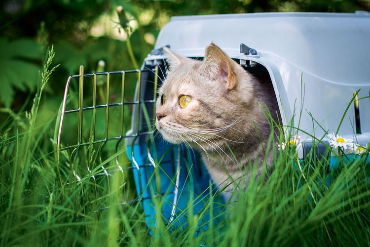 Un chat en promenade