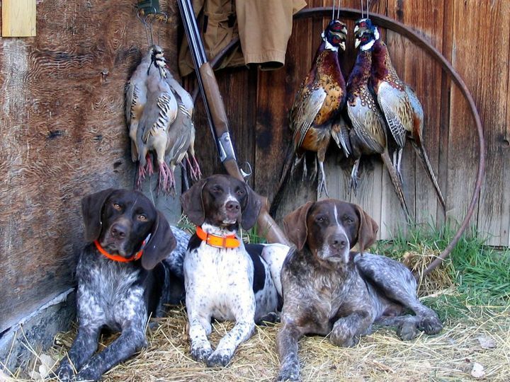 quelle-race-de-chiens-est-élevée-pour-la-chasse-10 Aiguille
