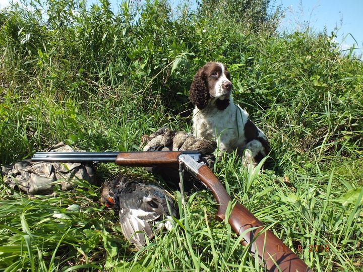 quelle-race-de-chiens-est-élevée-pour-la-chasse-11 Épagneul Springer