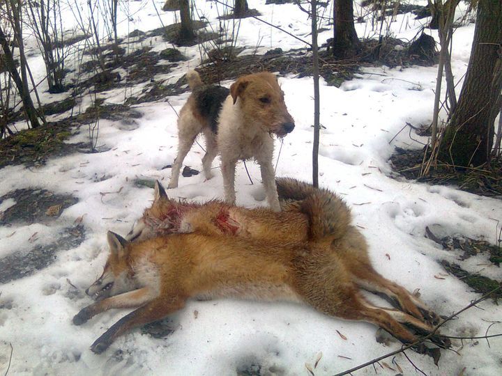 quelle-race-de-chiens-est-élevée-pour-la-chasse-12 Fox terrier