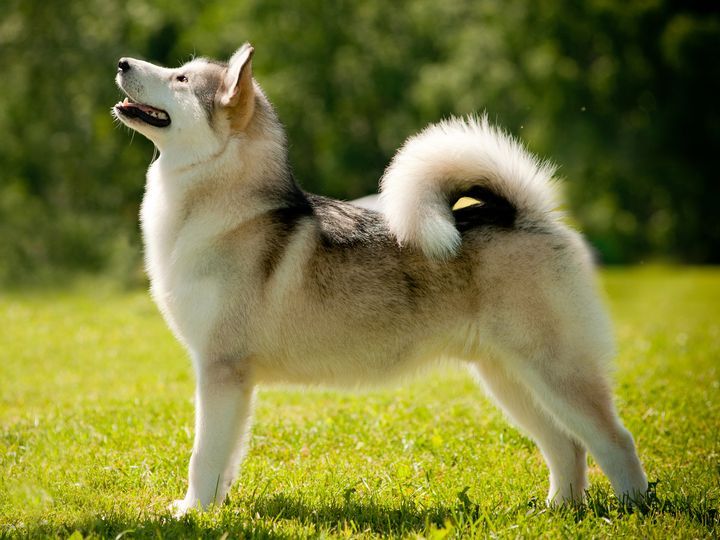 quelle-race-de-chiens-est-élevée-pour-la-chasse-3 Comme