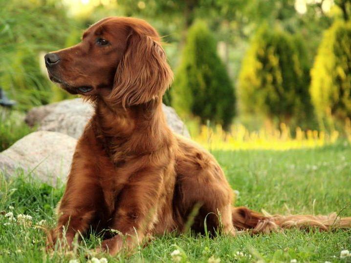 quelle-race-de-chiens-est-élevée-pour-la-chasse-4