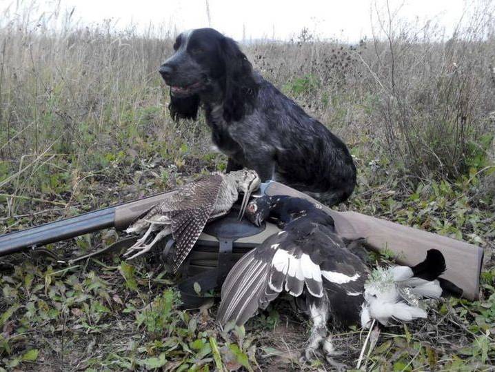 quelle-race-de-chiens-est-élevée-pour-la-chasse-5 Épagneul