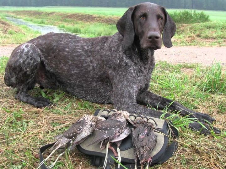 quelle-race-de-chiens-est-élevée-pour-la-chasse-6 Kurzhaar