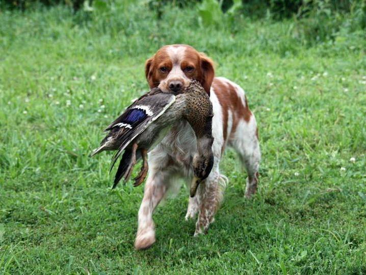 quelle-race-de-chiens-est-élevée-pour-la-chasse-8 Épagnol Breton