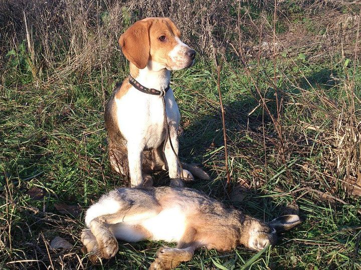 quelle-race-de-chiens-est-élevée-pour-la-chasse-9 Beagle