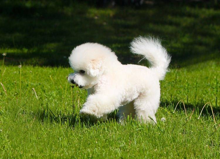 quels-chiens-ne-devriez-pas-frotter-2 Bichon frisé