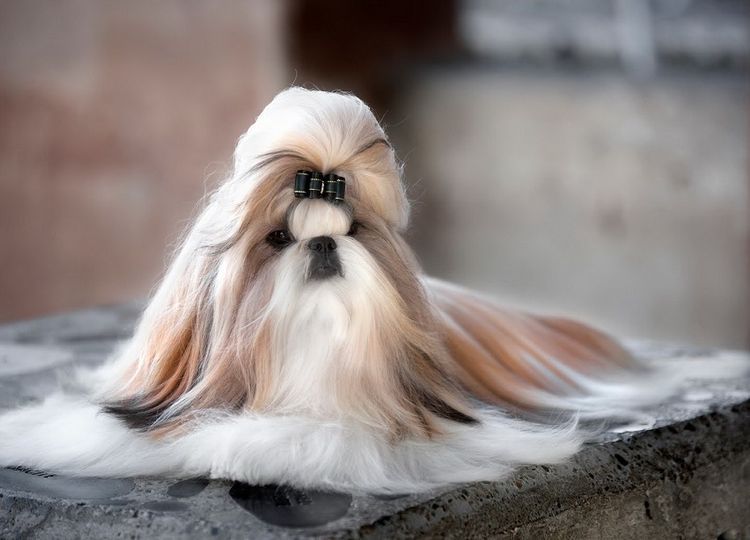 quels-chiens-ne-devriez-pas-frotter-3 Shih Tzu