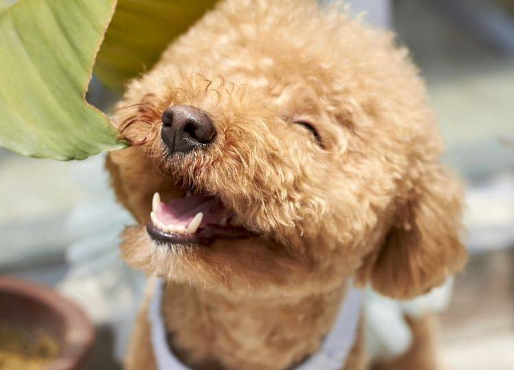 quels-chiens-ne-devriez-pas-frotter-4 Caniche