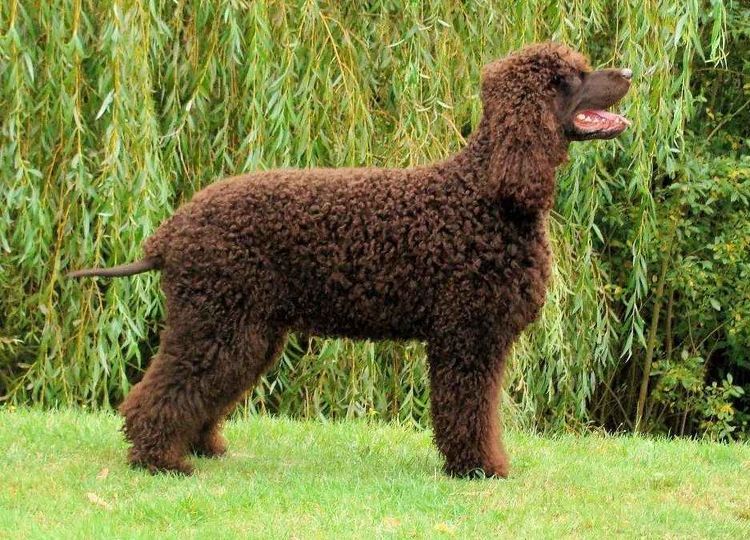 quels-chiens-ne-devriez-pas-frotter-5 Épagneul irlandais