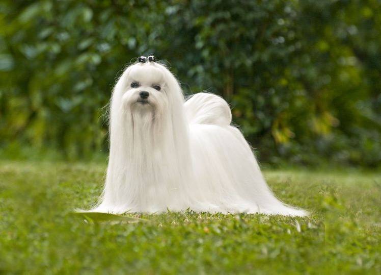 quels-chiens-ne-devriez-pas-frotter-6 maltais