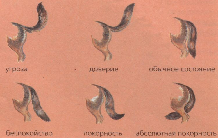 Que signifie la queue d'un chien ?