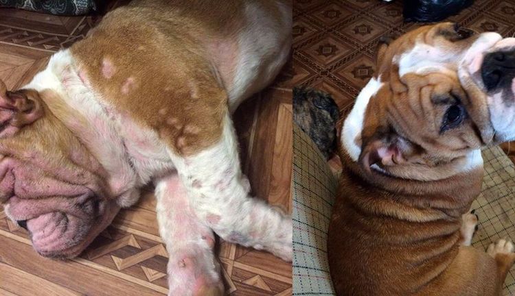 Urticaire chez un chien