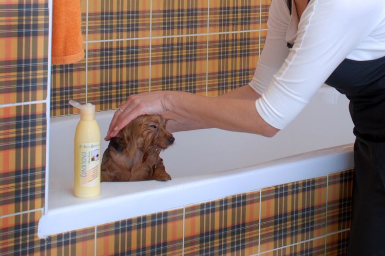 Donner un bain à un chien