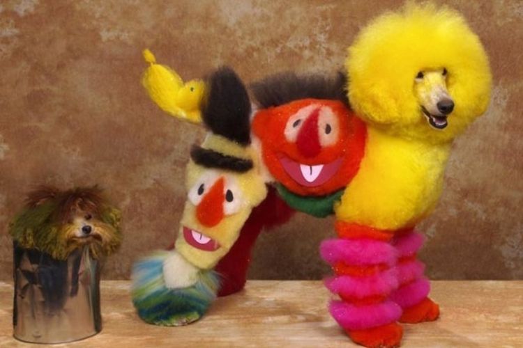 coupes de cheveux créatives et insolites pour chiens (10) Coupes de cheveux insolites pour chiens