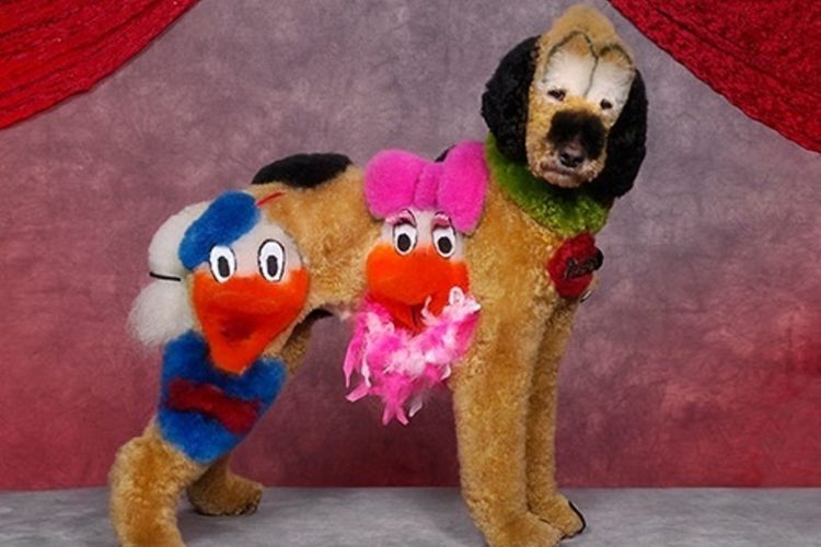 coupes de cheveux créatives et inhabituelles pour chiens (11) Coupes de cheveux insolites pour chiens