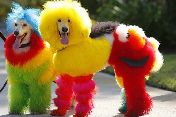 Coupes de cheveux insolites pour chiens