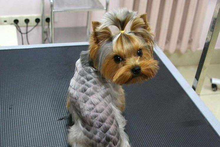 coupes de cheveux créatives et inhabituelles pour chiens (16) Coupes de cheveux insolites pour chiens