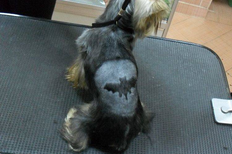 coupes de cheveux créatives et inhabituelles pour chiens (17) Coupes de cheveux insolites pour chiens