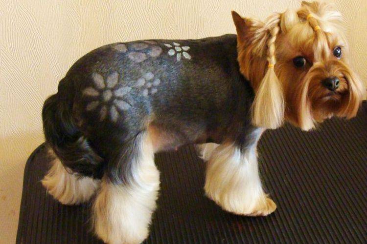 coupes de cheveux créatives et inhabituelles pour chiens (18) Coupes de cheveux insolites pour chiens