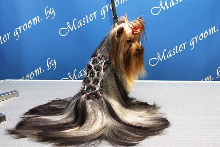 coupes de cheveux créatives et inhabituelles pour chiens (19) Coupes de cheveux insolites pour chiens