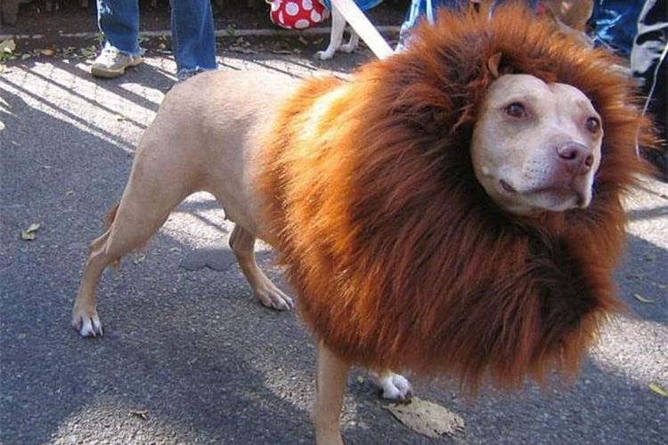 Le chien a une coupe lion