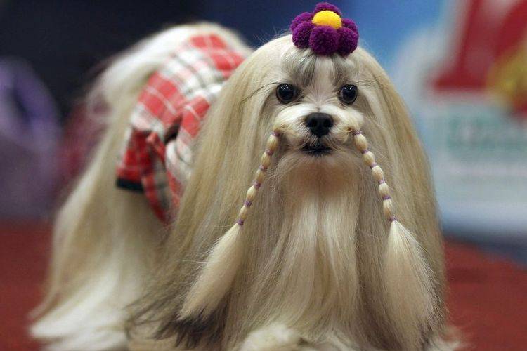 coupes de cheveux créatives et inhabituelles pour chiens (21) Coupes de cheveux insolites pour chiens