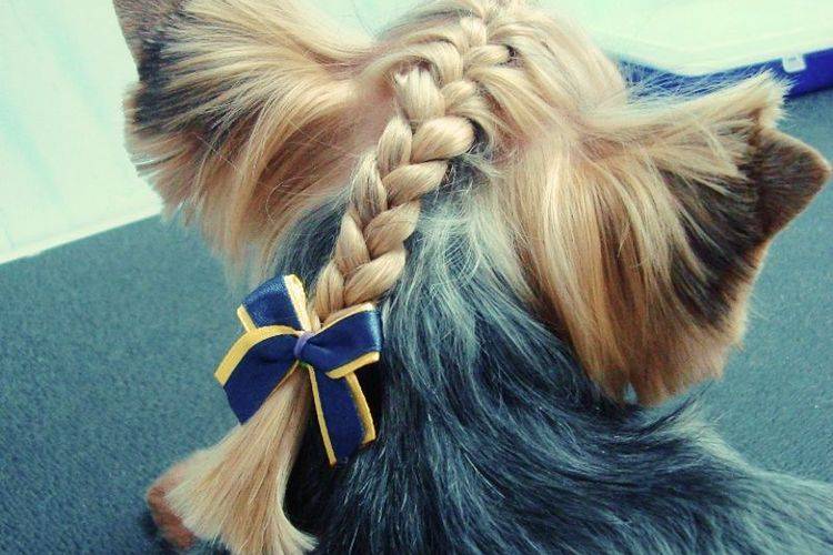 coupes de cheveux créatives et inhabituelles pour chiens (22) Coupes de cheveux insolites pour chiens