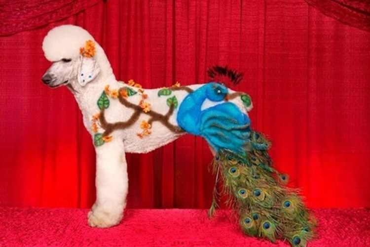 Coupes de cheveux insolites pour chiens