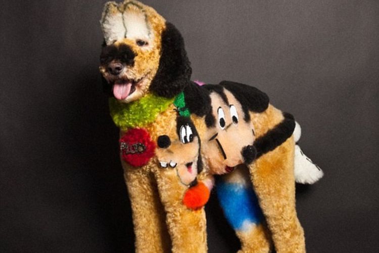 coupes de cheveux créatives et insolites pour chiens (9) Coupes de cheveux insolites pour chiens