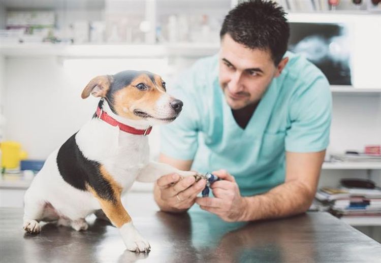 On coupe les griffes du chien.