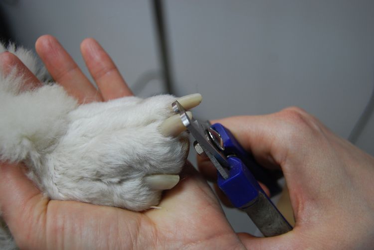 Couper les griffes d'un chien