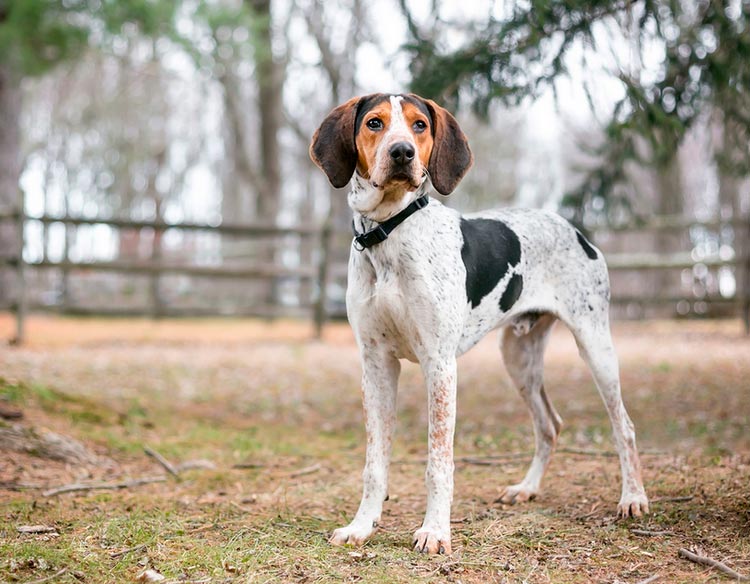 chien de chasse au raton laveur