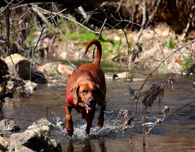chasser avec un chien de chasse au raton laveur