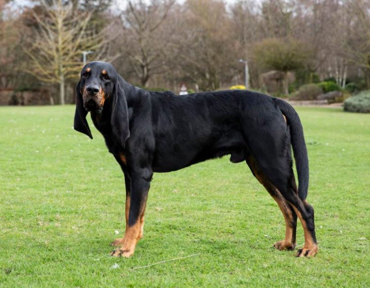 caractéristiques d'un chien de chasse au raton laveur
