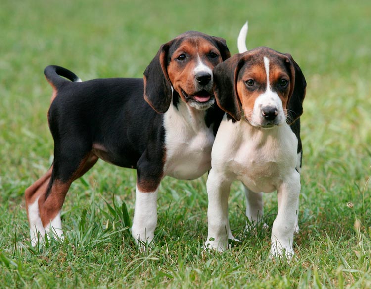 chiots de chien de chasse au raton laveur