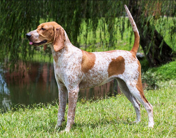 Chien de chasse au raton laveur américain