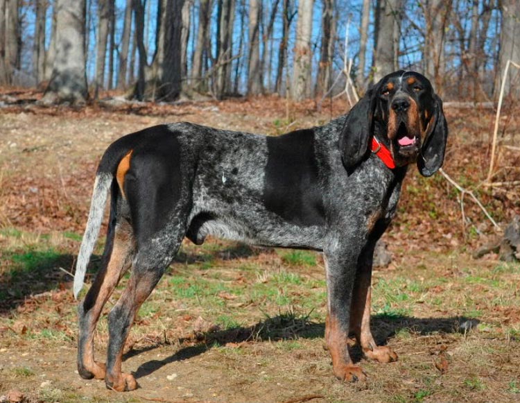 chien de chasse à pointe bleue