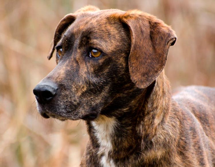 Chien de chasse au raton laveur Plott