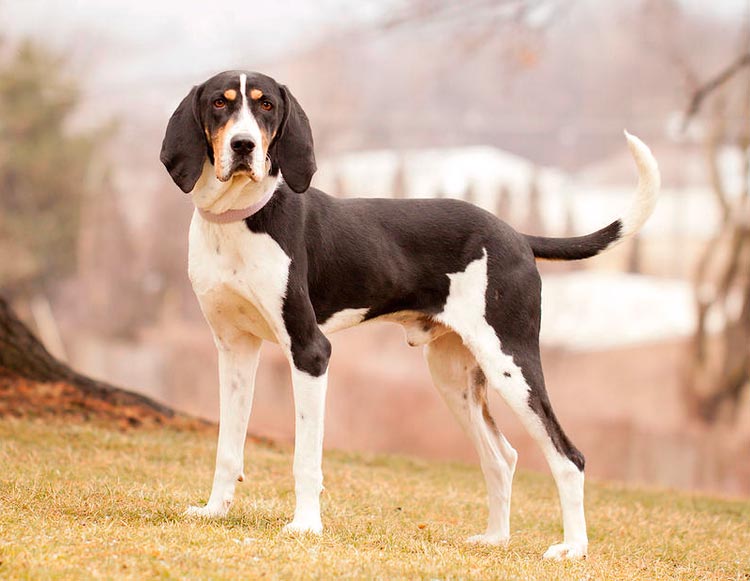 chien de chasse au raton laveur