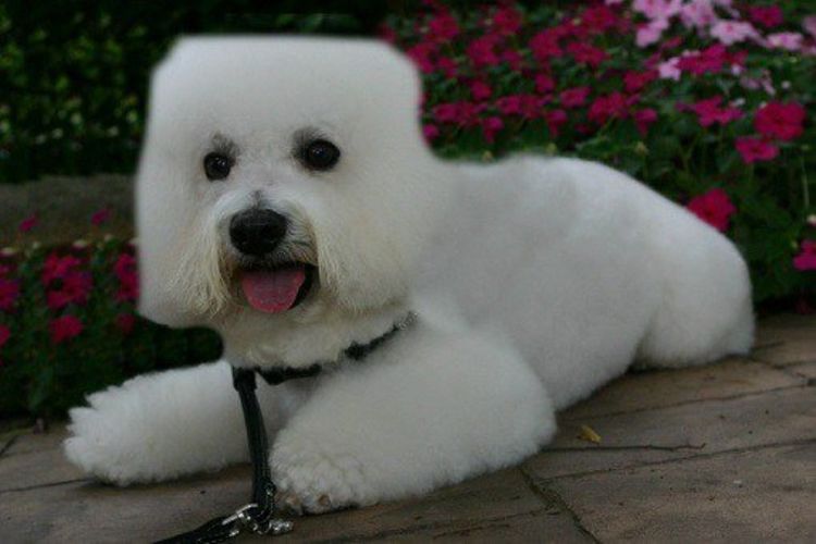 coupe de cheveux carrée pour chien