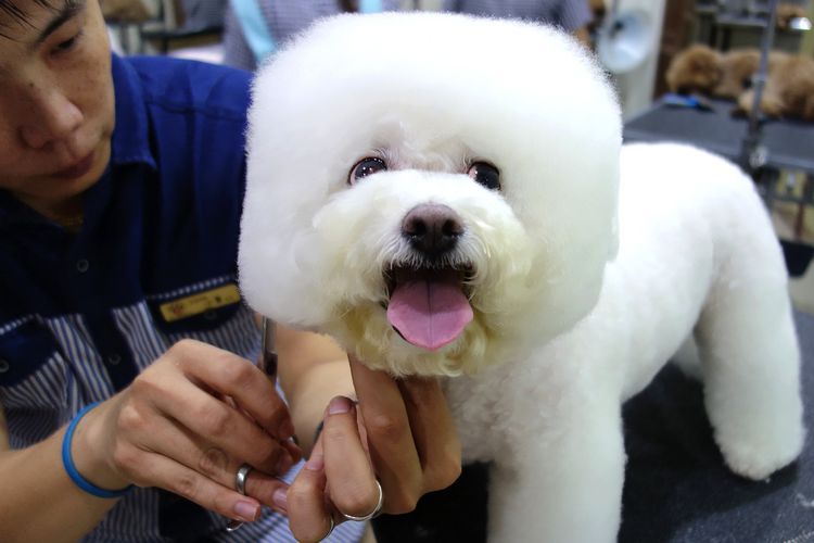 Un chien avec une coupe de cheveux carrée